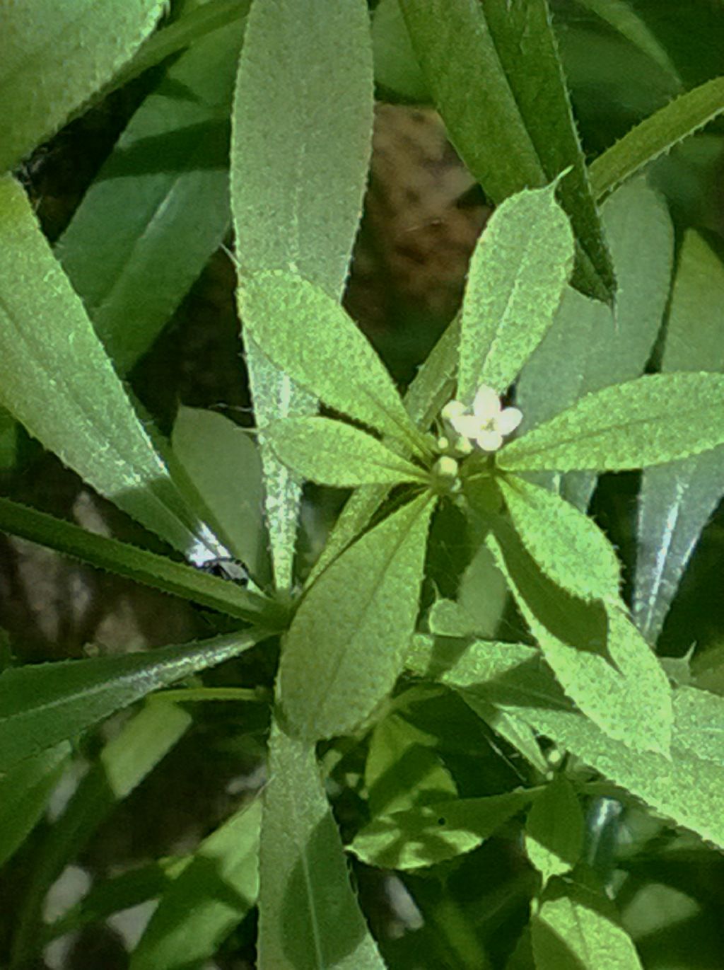 Galium cfr. aparine